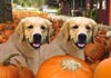 golden-retrievers