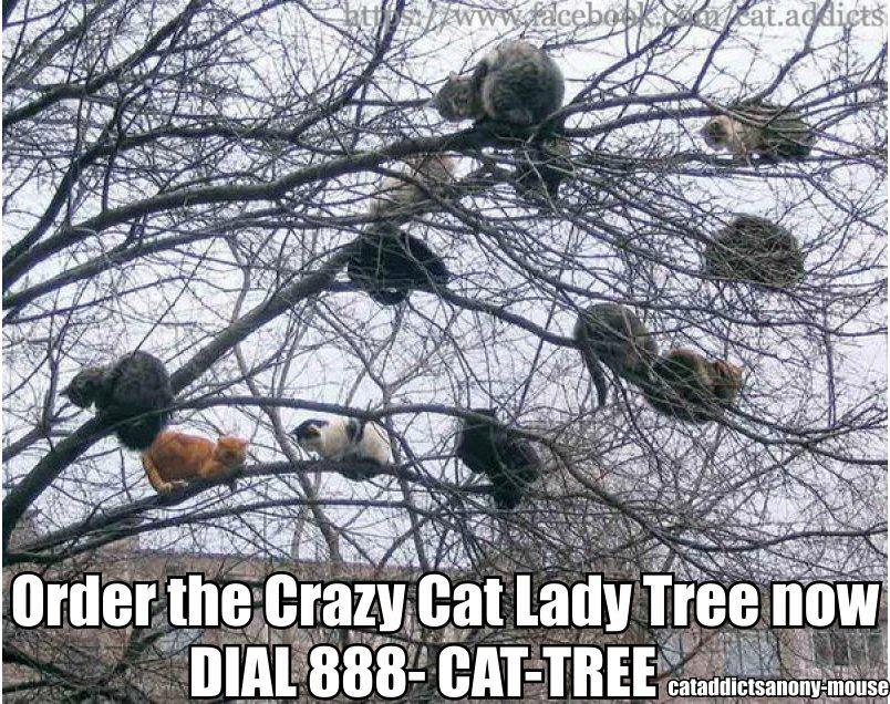 cats in tree